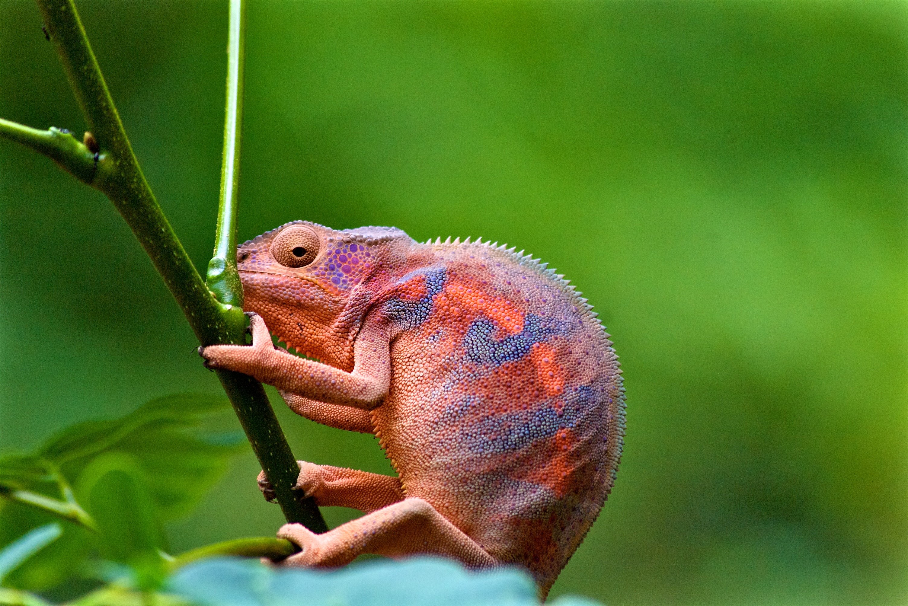 Nature